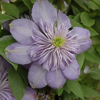 CLEMATIS BLUE LIGHT #1/7"BLUEVIO