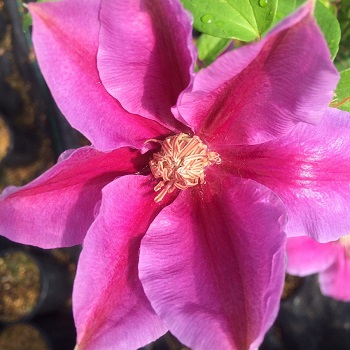 CLEMATIS FIREWORKS #1/7"