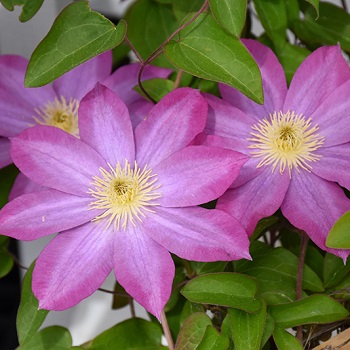 CLEMATIS PINK CHAMPAGNE #1/7"PK