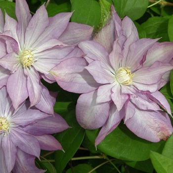 CLEMATIS PROTEUS #1/7"