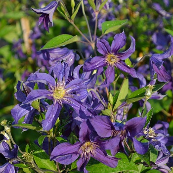 CLEMATIS SAPPHIRE INDIGO #1/7"BL