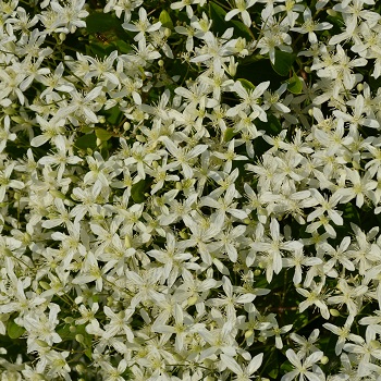 CLEMATIS SWEET AUTUMN #1/7" WHT