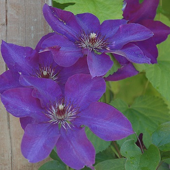 CLEMATIS THE PRESIDENT #1/7" PUR