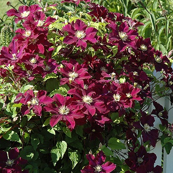 CLEMATIS WARSAW NIKE#1/7DKPURPLE