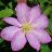 CLEMATIS ASAO #1/7" DEEP PINK/WH