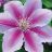 CLEMATIS BEES JUBILEE #1/7"PK/RD