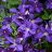 CLEMATIS JACKMANII #1/7"DKPURPLE