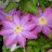 CLEMATIS PINK CHAMPAGNE #1/7"PK