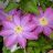 CLEMATIS PINK CHAMPAGNE #1/7"PK