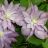 CLEMATIS PROTEUS #1/7"