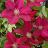 CLEMATIS REBECCA #1/7" RED