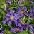 CLEMATIS SAPPHIRE INDIGO #1/7"BL