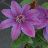 CLEMATIS VANCOUVERSTARRYNIGHTS#2