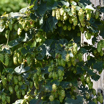 HUMULUS CASCADE HOPS #2