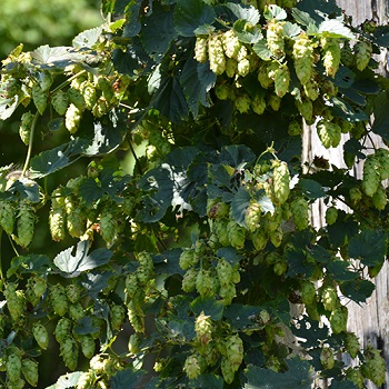 HUMULUS CASCADE HOPS #2