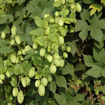 HUMULUS NUGGET ORN HOPS #2