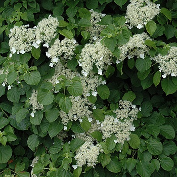 HYDRA CLIMBING HYDRANGEA #2