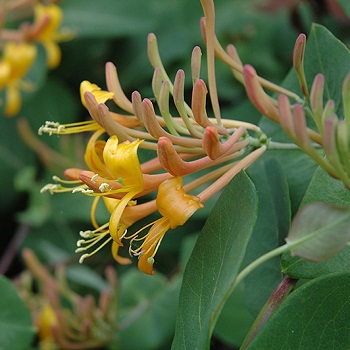 LONICERA MANDARIN HONEYSUCKLE #2