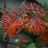 LONICERA DROPMORE SCARLET #1