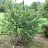 ARONIA MEL VIKING #5