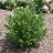 ARONIA LOWSCAPE HEDGER #2 PW