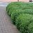 BUXUS CHICAGOLAND GREEN #1 .50