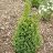 BUXUS GREEN MOUNTAIN BOXWOOD #1