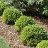 BUXUS GREEN VELVET BOXWOOD #1