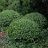 BUXUS NORTHERN CHARM BOXWOOD#2