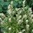 CLETHRA ALN HUMMINGBIRD #2