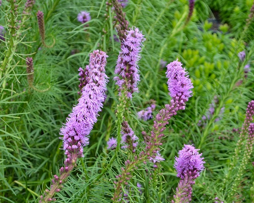 NATIVE PERENNIALS