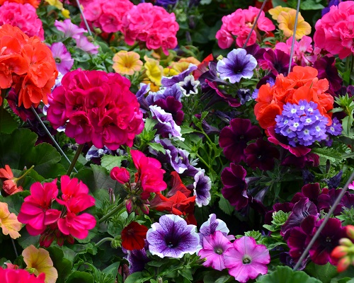 Spring Annuals