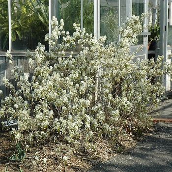 AMELA ALN REGENT SERVICEBERRY #5