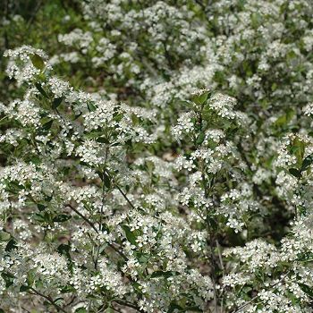 ARONIA MEL IROQUOIS BEAUTY #2