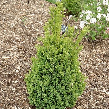 BUXUS GREEN MOUNTAIN BOXWOOD #5