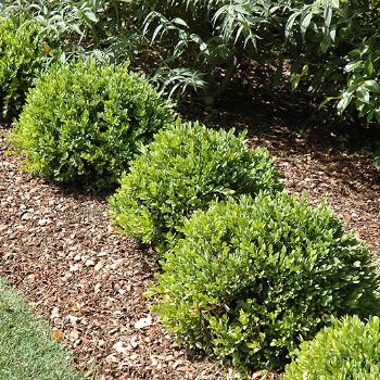 BUXUS GREEN VELVET BOXWOOD #1