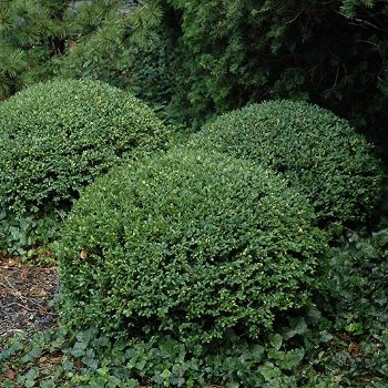 BUXUS NORTHERN CHARM BOXWOOD#2