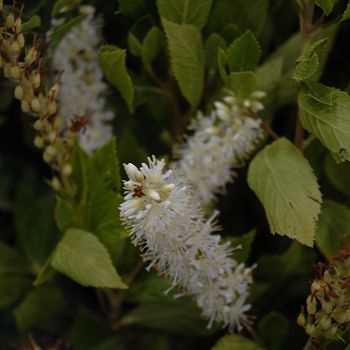 CLETHRA ALN CRYSTALINA #2 PW