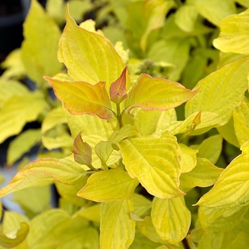 CORNUS ALB NEON BURST #2 FE