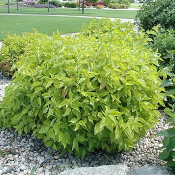 CORNUS A PRAIRIE FIRE DOGWOOD #5