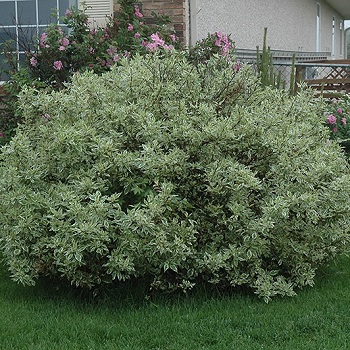 CORNUS IVORY HALO DOGWOOD #2
