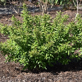 CORNUS RED GNOME DOGWOOD #2