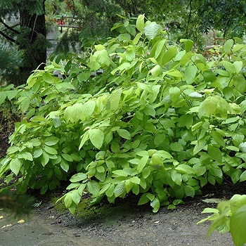 CORNUS HES GARDEN GLOW #2