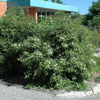 CORNUS RAC GRAY DOGWOOD #5