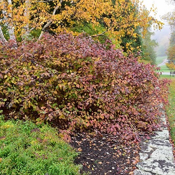 CORNUS REDTWIG DOGWOOD #2