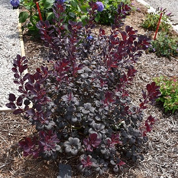 COTINUS COG WINECRAFT BLK#3PW