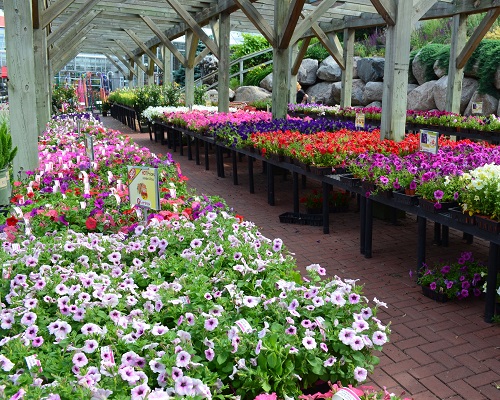 Gertens Grown Annuals