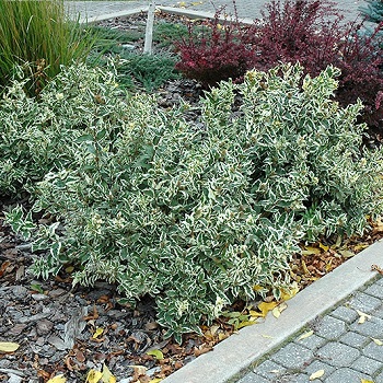 DIERVILLA SES COOL SPLASH #2 FE