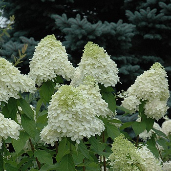 HYDRA PAN LIMELIGHT #5