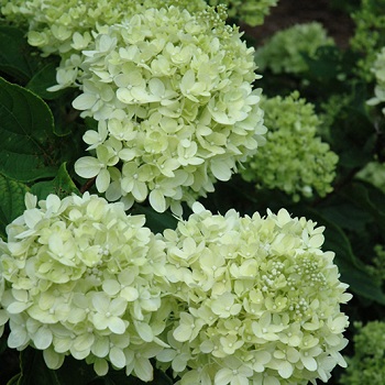 HYDRA PAN LITTLE LIME #5 PW